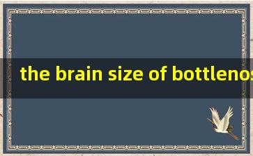 the brain size of bottlenose答案